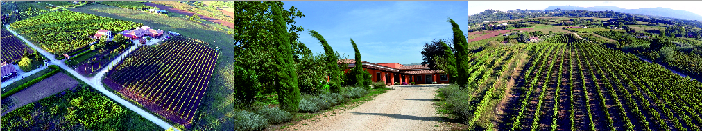 Azienda Agricola Alberto Giacobbe